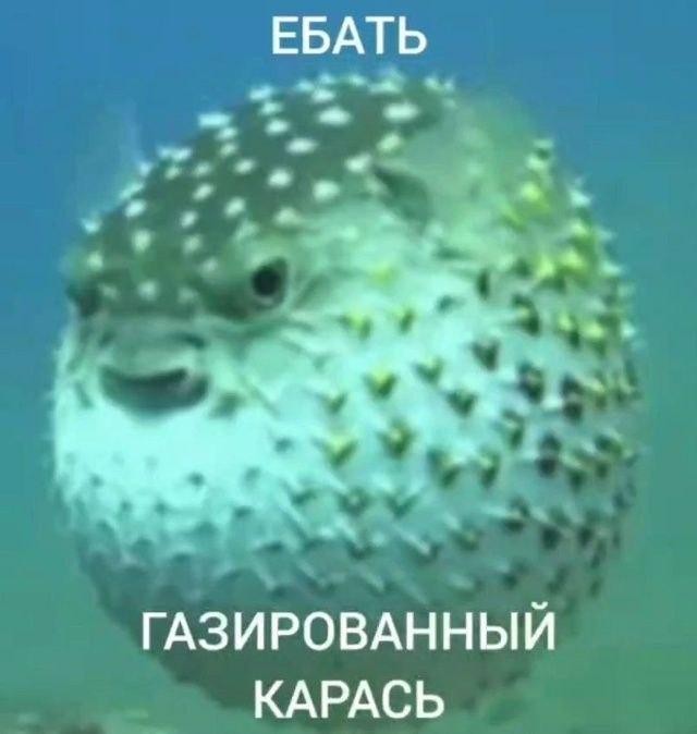 Картинки для деградации 211 (разной степени свежести)