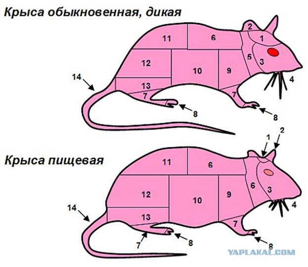 Опять про мясо