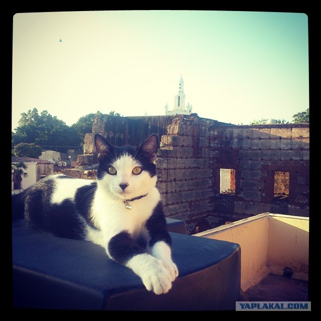 Котовторник 25.02.2014