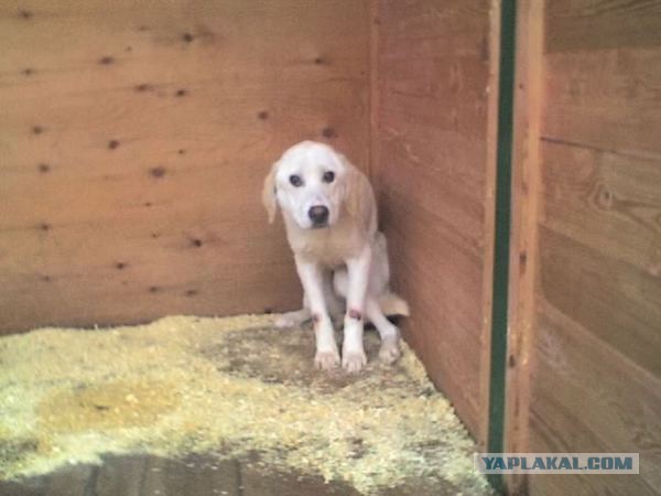 Спасенные собаки