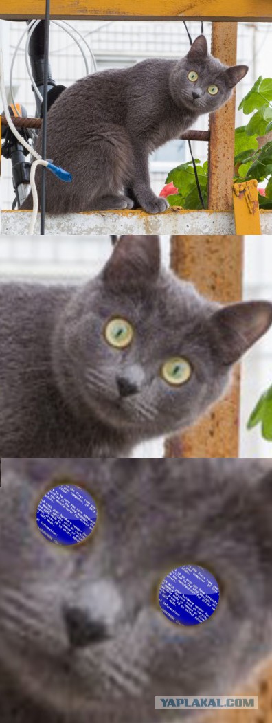 Кот в шоке!