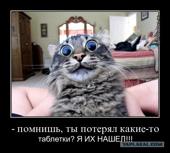 10 кайфующих под валерианкой  котов