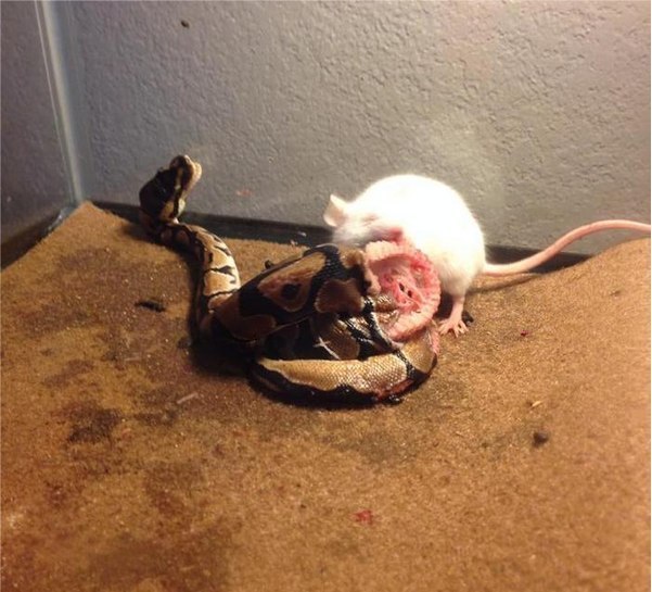 Котэ Джета Ли