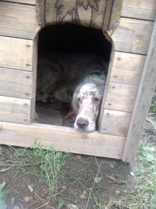 Собакочетверг