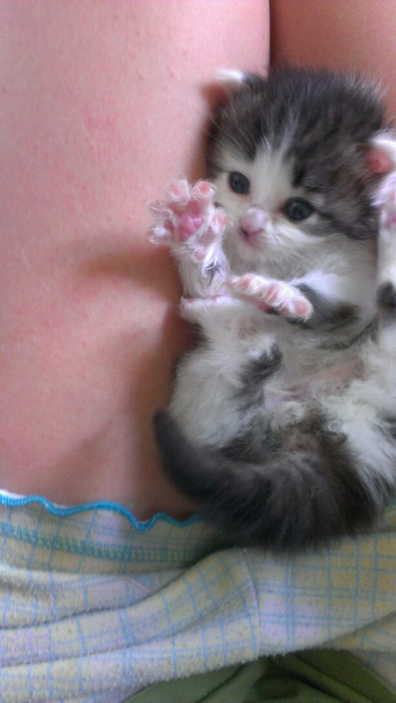 Кот Марсик
