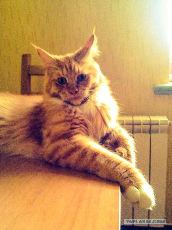 Котовторник 03.11.2015