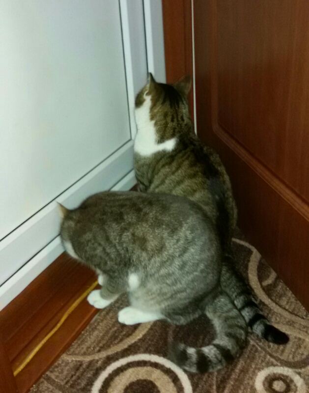 Мой личный котоленд 10