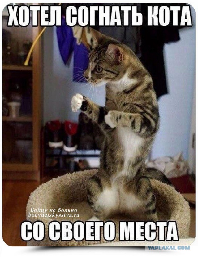 Прикольные картинки и демотиваторы