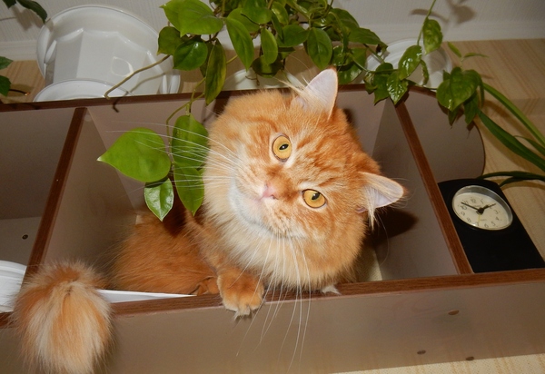 Мой кот, мои правила!