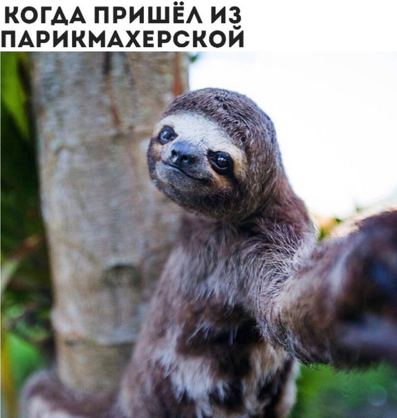 Мохнатые беспредельщики