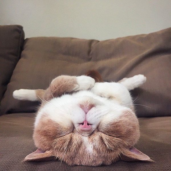 Прикольные животные