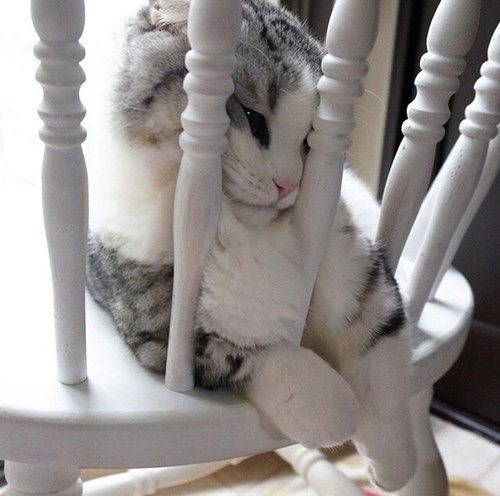 Коты и Кошки