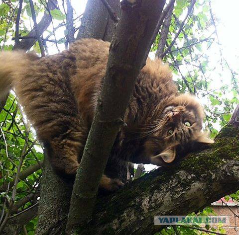 Котовторник 28.03.2017