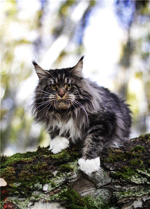Коты и Кошки