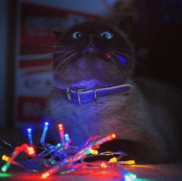 Коты и Кошки