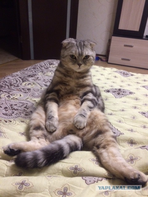 Бааарсик... хороший кот..