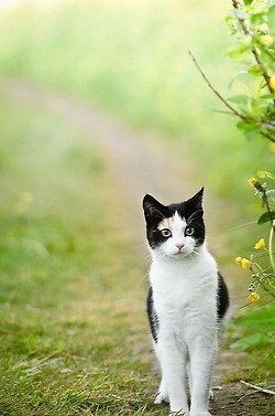 Прикольных котов пост