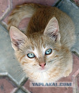 УРРААА ! Котовторник на ЯПлакалъ !
