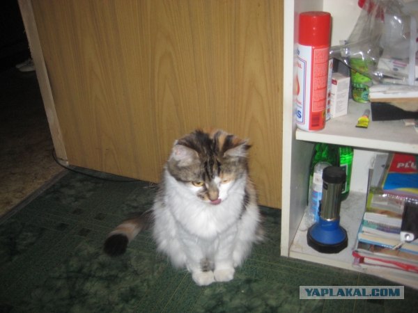 Котовторник (20.01)