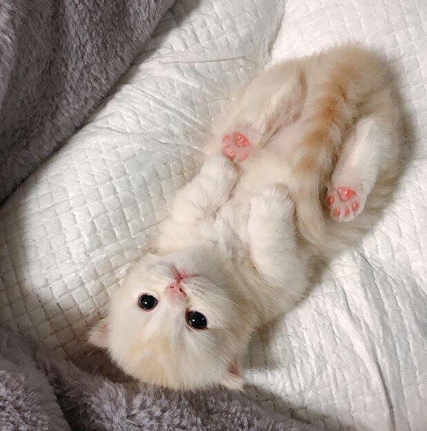 Прикольных котов пост