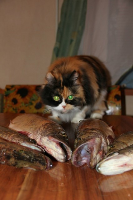 Котовторник (начало в супермаркете!)