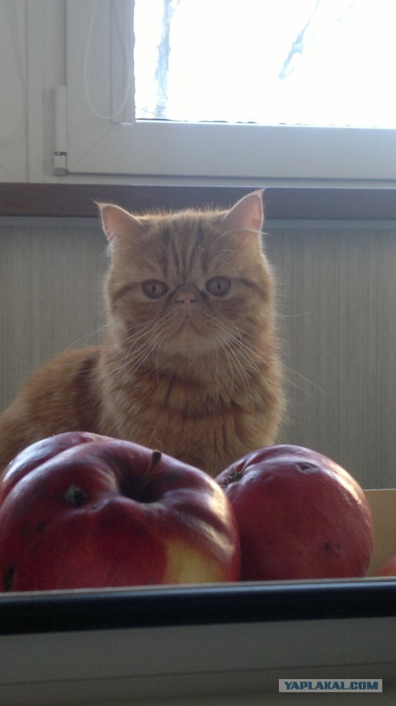 Первый КОТОВТОРНИК 2012
