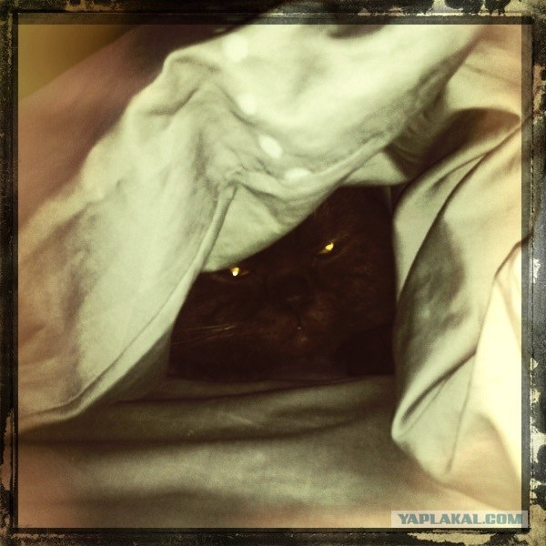 Котовторник (07.02.2012)