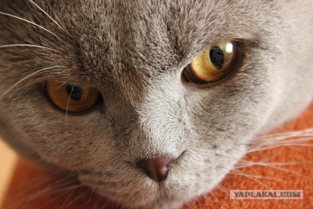Котовторник (15.05.2012)