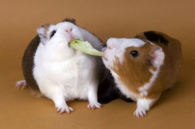 Что получится, если дать кролику вишню