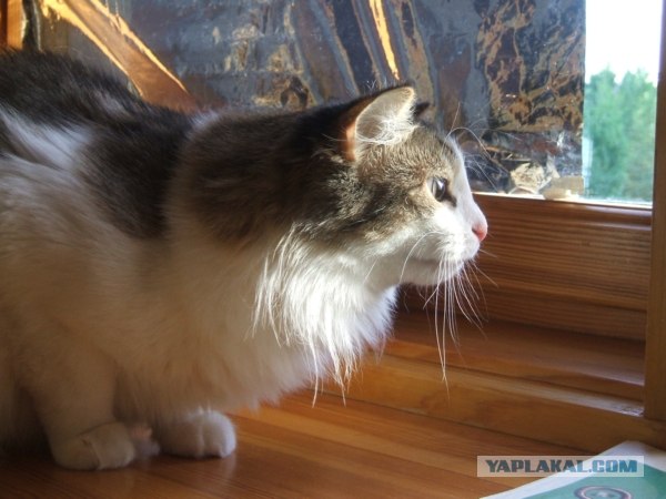 Котовторник 31.07.2012 г.