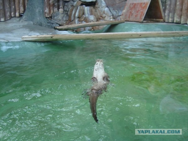 Московский зоопарк