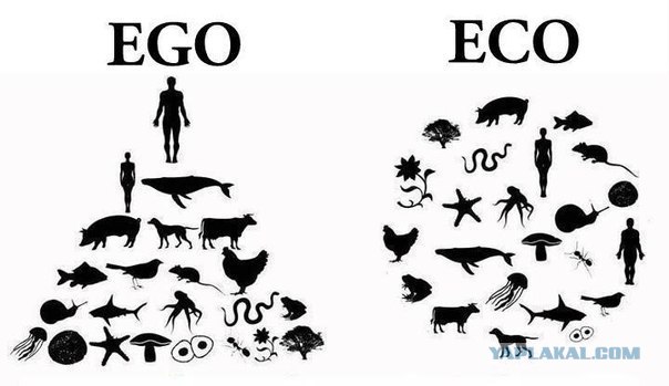Собакам запретили появляться в общественных местах