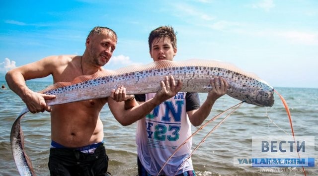 Рыбу-предвестницу цунами и землетрясений выловили рыбаки в Приморье