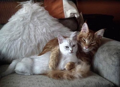 Забавные фото котеек