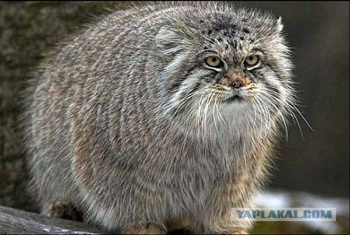 Новый тренд