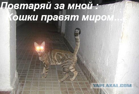 Фотожаба: Кот отакует!