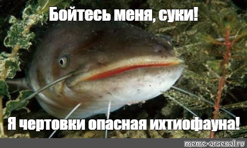 Сомы
