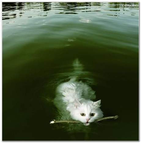 Кот увидел живую рыбу