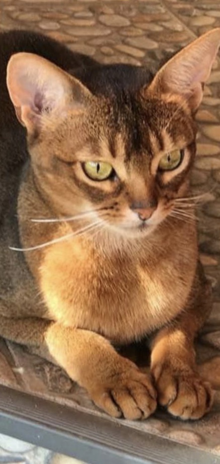 Котовторнику быть
