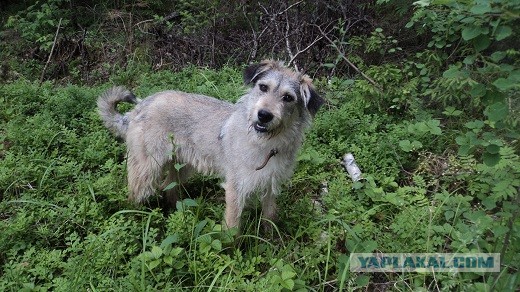 Собаки: большие и маленькие