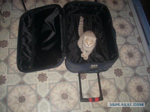 Котовторник 26.03.2013