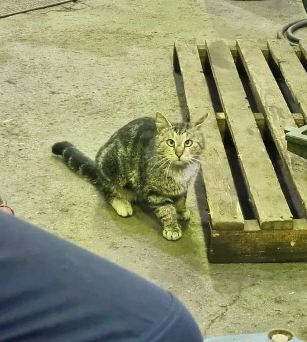 Коты пролетарии