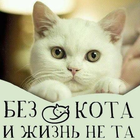 Научные факты почему жить с котом — это хорошая идея