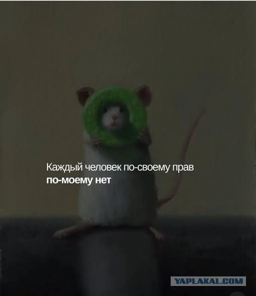 Картиночки, баянчики 10 декабря