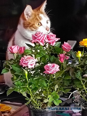 Дворовые коты
