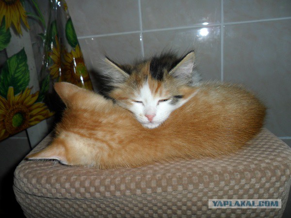 Пусть мама услышит, пусть мама придет - мимишность