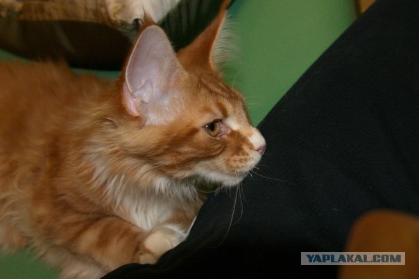 Котовторник 22.04.2014