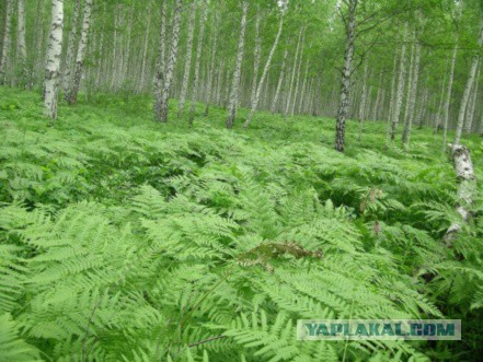 Готовим на костре или лесная кулинария