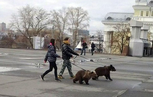 Весёлые картинки