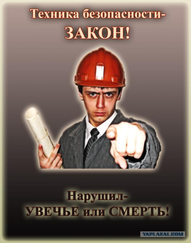 Бобер подгрыз дерево не с той стороны